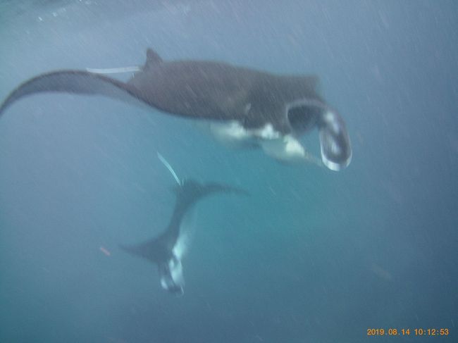 この日はマンタ大当たり！<br />4～5匹のマンタがしばらく回遊してました<br /><br />石垣島では会えなかった念願のマンタに大満足！