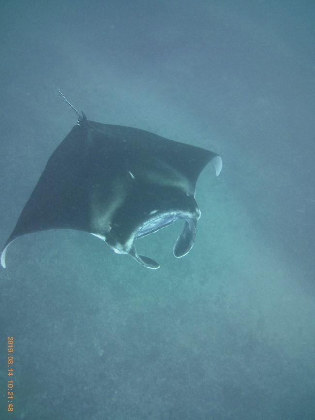 ゆっくり泳いでくれるので撮影もバッチリ