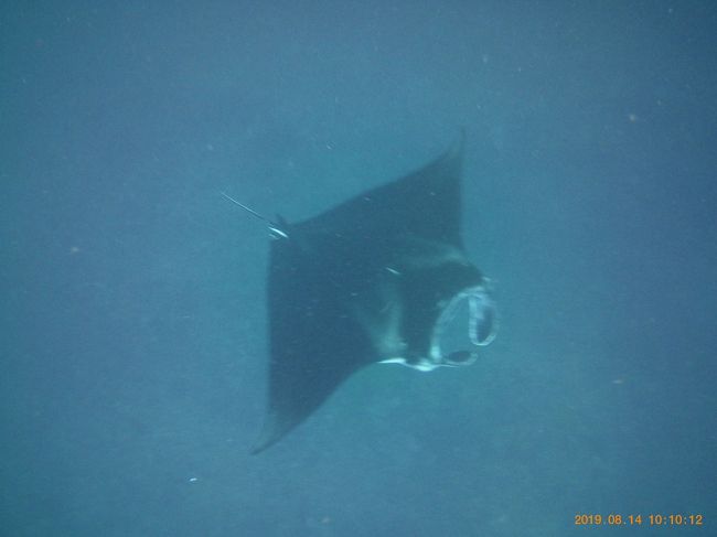 飛び込んだら真下にマンタ！！