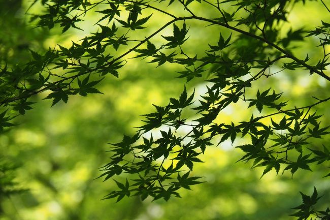 見上げれば空一面の青もみじ 初夏の鎌倉 一条恵観山荘を訪ねて 鎌倉 神奈川県 の旅行記 ブログ By ネコパンチさん フォートラベル