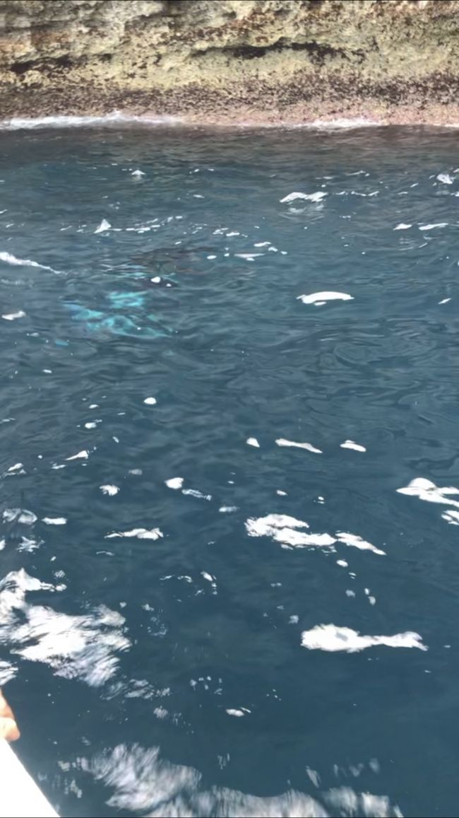 船上からもマンタが透けて見えました