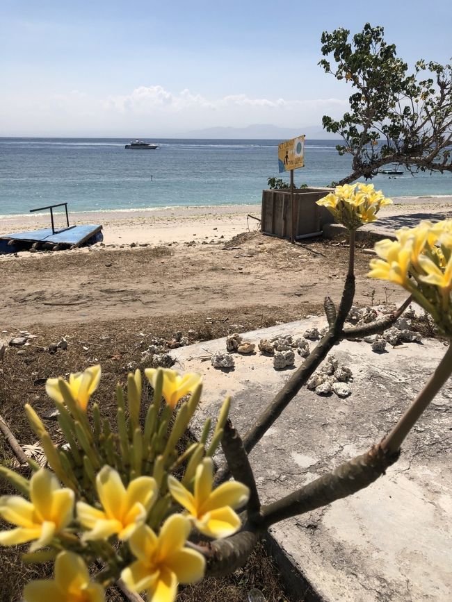 黄色のプルメリアも。