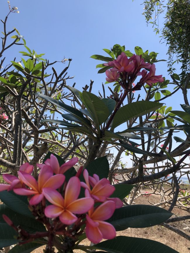 大好きなプルメリアがあちこちに。