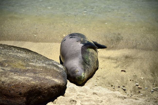 人混みを避けて、ハナウマ湾の奥の方に歩いて行きました。<br />なんと、アザラシでしょうか？<br />人を恐れずに、気持ちよさそうにうたた寝をしていました。<br />最初に見たときには、岩かと思いました。<br /><br />調べてみると、<br />この辺一帯に生息するハワイアン・モンクシールでした。<br />アザラシの一種で、絶滅危惧種だそうです。
