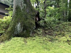 きれいな緑。
前日に雨がふったせいか、しっとりとした感じです。暑さもやや和らいでいたので、境内をゆっくり見るには最高。