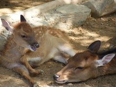 小さい動物園です。