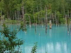 ファーム富田を後にしてバスの中での昼食（お弁当）30分ほどで
青い池に到着。青い池は、神秘的ですね。自然が作り出したその青さは
とても美しいものでした。外国の観光客でいっぱいでした。