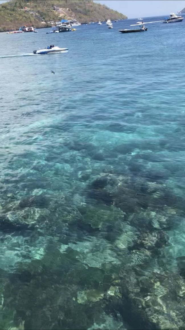 桟橋から珊瑚が透けてます