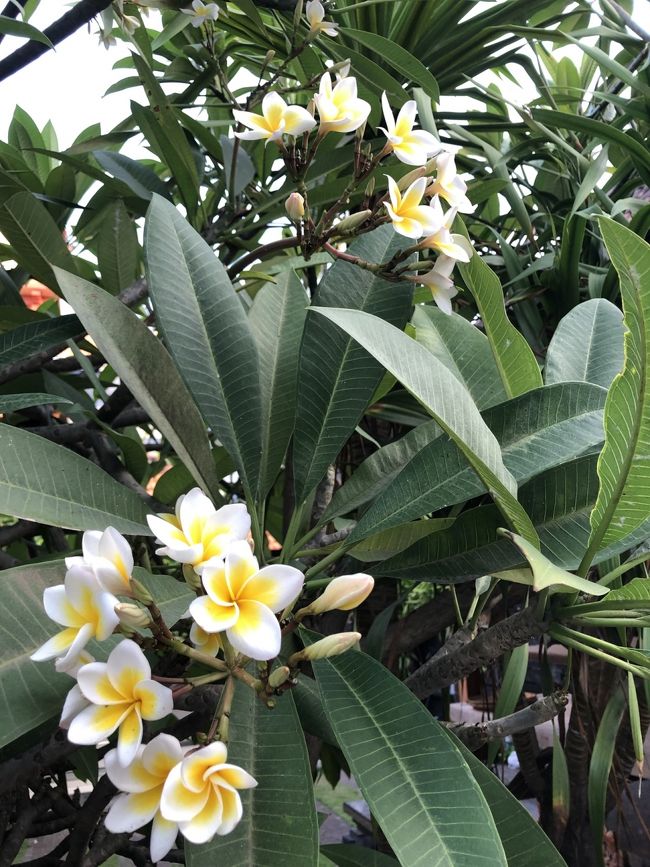 夕飯を食べにクタの街へ。道端に咲くプルメリア。