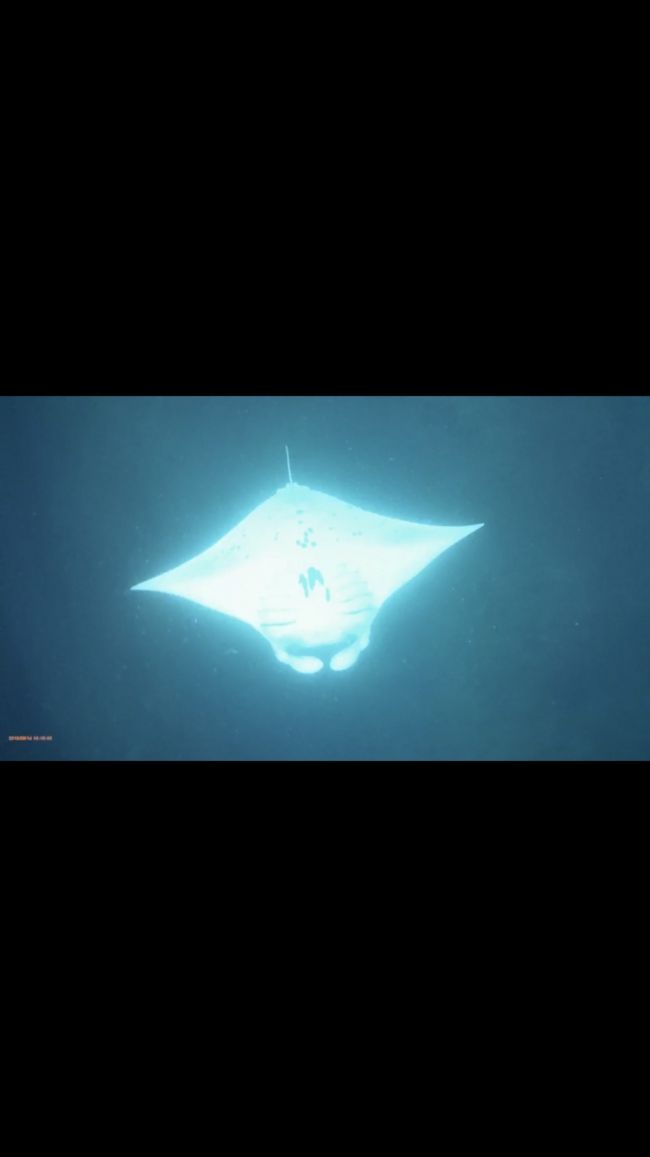 宙返りもしてくれました