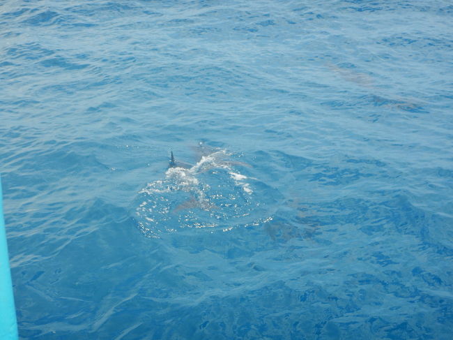 野生のイルカが見れて、感動しました(^^)
