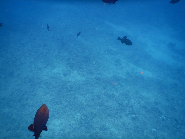 シュノーケリングでカメラ向けるとカラフルな魚がいっぱいいました<゜)#)))彡