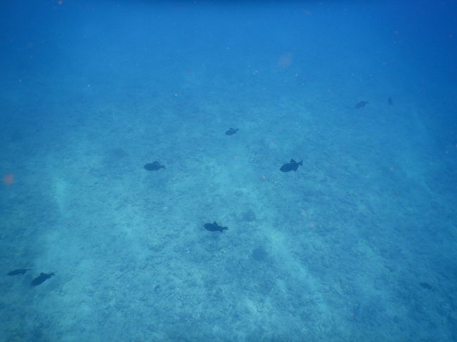 シュノーケリングの時に撮りました＼(^o^)／本当に水が透き通っていて綺麗でした＼(^_^)／