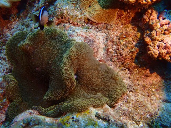 一本目<br /><br />最近、なぜだろう、最近、魚と目が合うんだよな。。。。<br /><br />前は、写真とると、後ろ向きばっかりだったんだが、