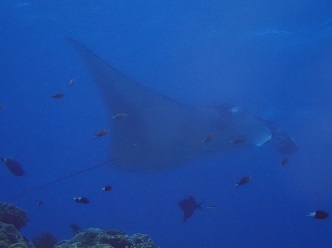 マンタちゃん<br /><br />なのか、マンタクンなのかわからんが