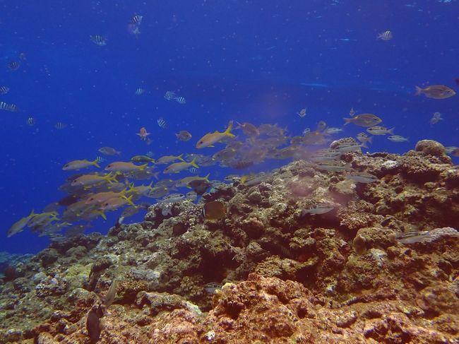 透明度がいい。<br /><br />ちょっと、ガラパゴス思いだした。<br /><br />