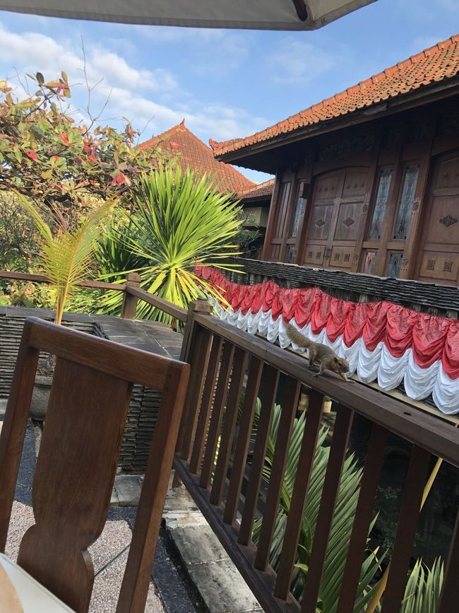 リスが来ますがイタズラはしません