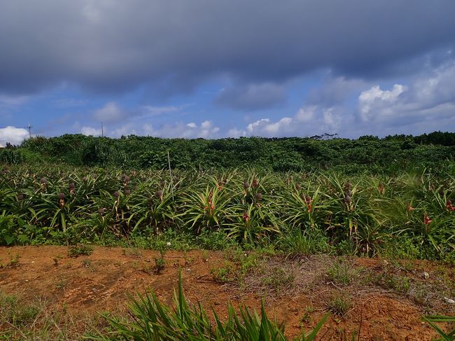 パイナップル畑に<br /><br />パイナップル畑の土って、どこも赤いよね。鉄分が必要なのか？酸性が必要なのか？
