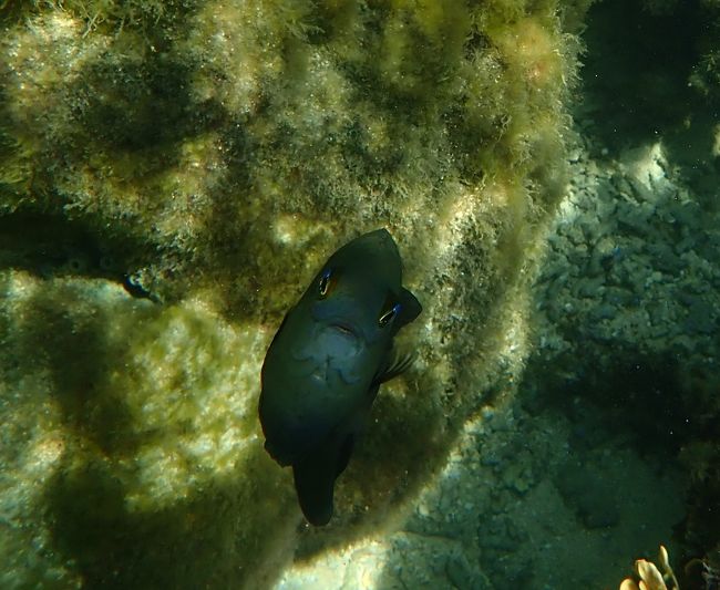 また、目があってしまった。<br /><br />なんだろう、って思ってみてるんだろうな。<br /><br />オレの予想。カメラのハウジングの形か色が、魚の興味を引くのではないか。。。と