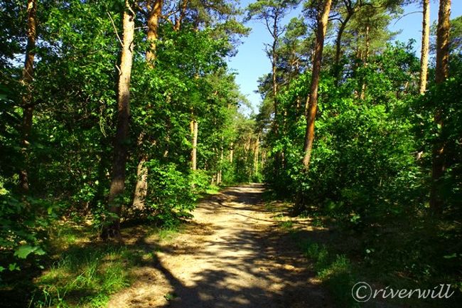 何これふしぎミステリー 曲がった木の森 クシュヴィ ラス その他の観光地 ポーランド の旅行記 ブログ By Riverwillさん フォートラベル 何これふしぎミステリー 曲がった木の森 クシュヴィ ラス その他の観光地 ポーランド の旅行記 ブログ By Riverwillさん フォートラベル