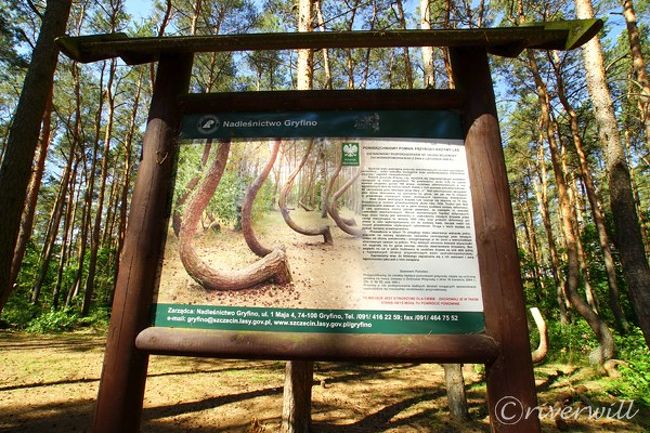 何これふしぎミステリー 曲がった木の森 クシュヴィ ラス その他の観光地 ポーランド の旅行記 ブログ By Riverwillさん フォートラベル 何これふしぎミステリー 曲がった木の森 クシュヴィ ラス その他の観光地 ポーランド の旅行記 ブログ By Riverwillさん フォートラベル