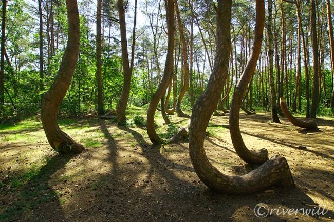 何これふしぎミステリー 曲がった木の森 クシュヴィ ラス その他の観光地 ポーランド の旅行記 ブログ By Riverwillさん フォートラベル