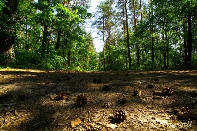 何これふしぎミステリー 曲がった木の森 クシュヴィ ラス その他の観光地 ポーランド の旅行記 ブログ By Riverwillさん フォートラベル 何これふしぎミステリー 曲がった木の森 クシュヴィ ラス その他の観光地 ポーランド の旅行記 ブログ By Riverwillさん フォートラベル