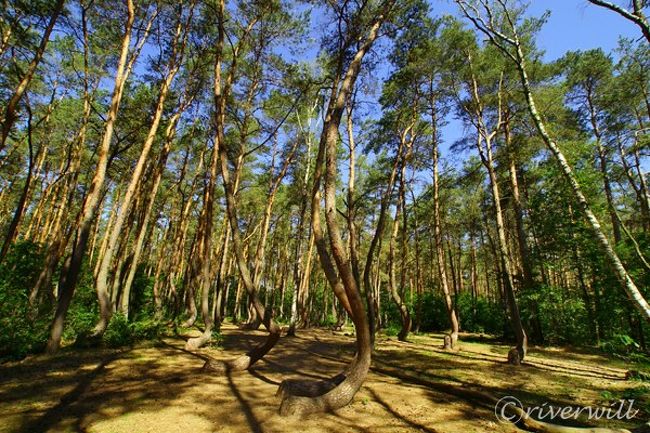 何これふしぎミステリー 曲がった木の森 クシュヴィ ラス その他の観光地 ポーランド の旅行記 ブログ By Riverwillさん フォートラベル 何これふしぎミステリー 曲がった木の森 クシュヴィ ラス その他の観光地 ポーランド の旅行記 ブログ By Riverwillさん フォートラベル