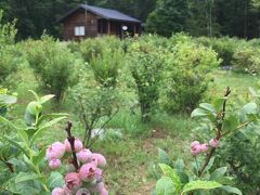 40分ほどのドライブで、ベリーズに到着。いきなりシマリスを見つけて夫が大喜び。どうやらここはシマリスに会えることで有名らしい。

お店の人に受付をして、ベリー園の紹介をしてもらい、お店で食べるか、持ち帰りにするかを聞かれ、あとは自由に摘ませてもらう。お店のご主人の表情が硬くて気になる。