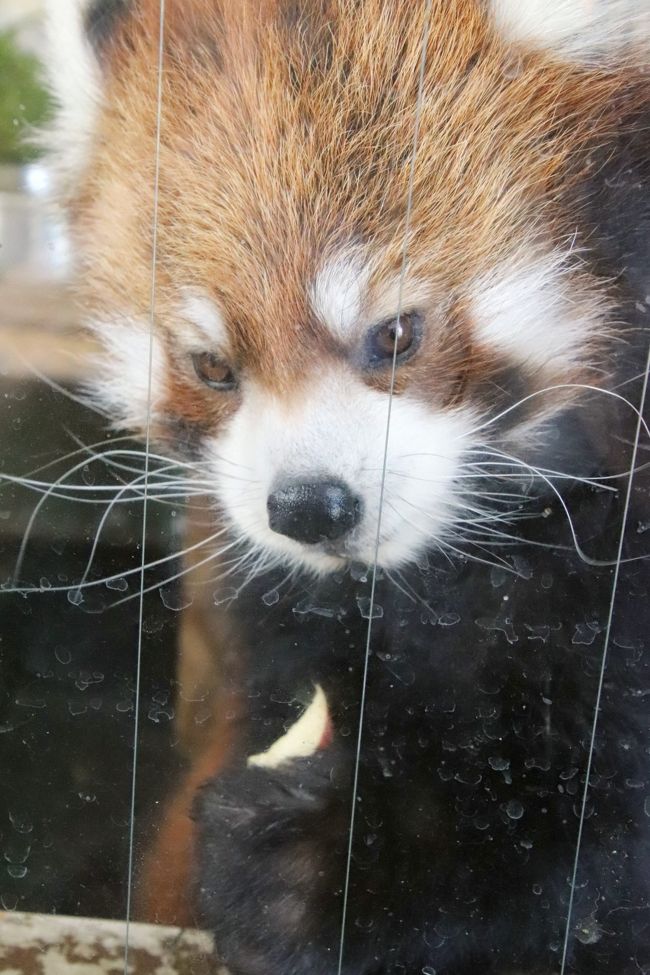 猛暑がぶり返した８月末に東武動物公園再訪 後編 目の前でリンゴを食べるレッサーパンダの源太くん 動物たちとふれあえるナイトズーパレードまで 蓮田 白岡 埼玉県 の旅行記 ブログ By まみさん フォートラベル