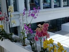 那覇空港に到着！
キレイな空港＾＾
蘭があちこちに飾ってあるんですね～