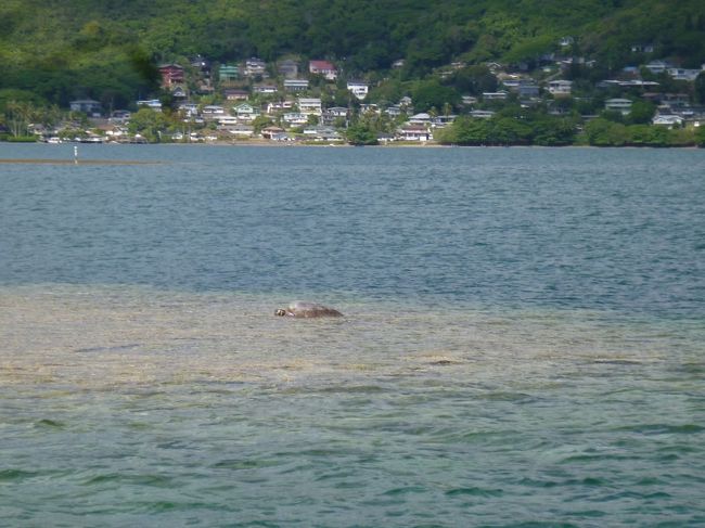 ウミガメがそこかしこ。<br />日向ぼっこしてるのも。