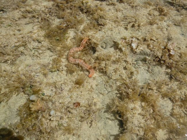 足元には、怪しいやつ。