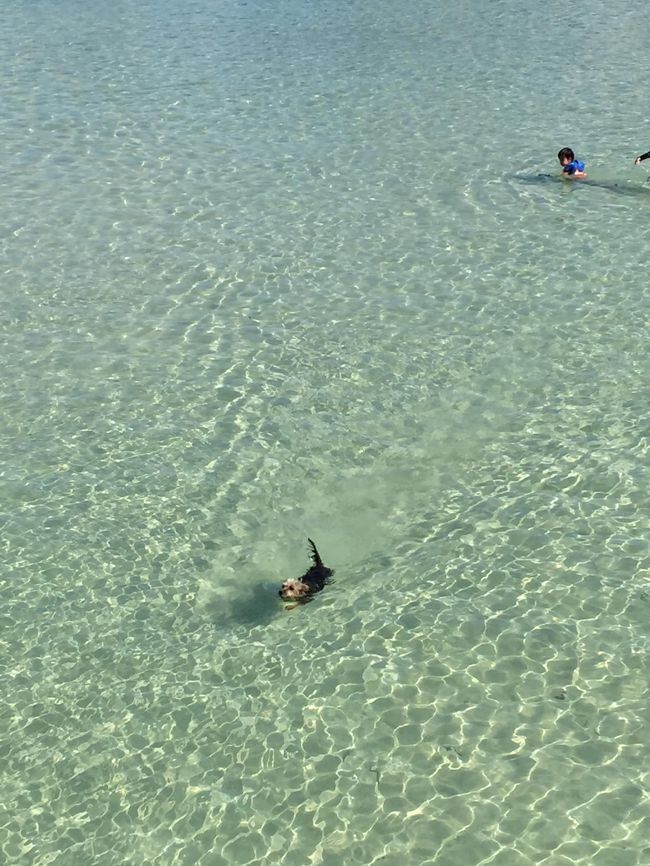 犬も泳いでる。<br />かわい～。