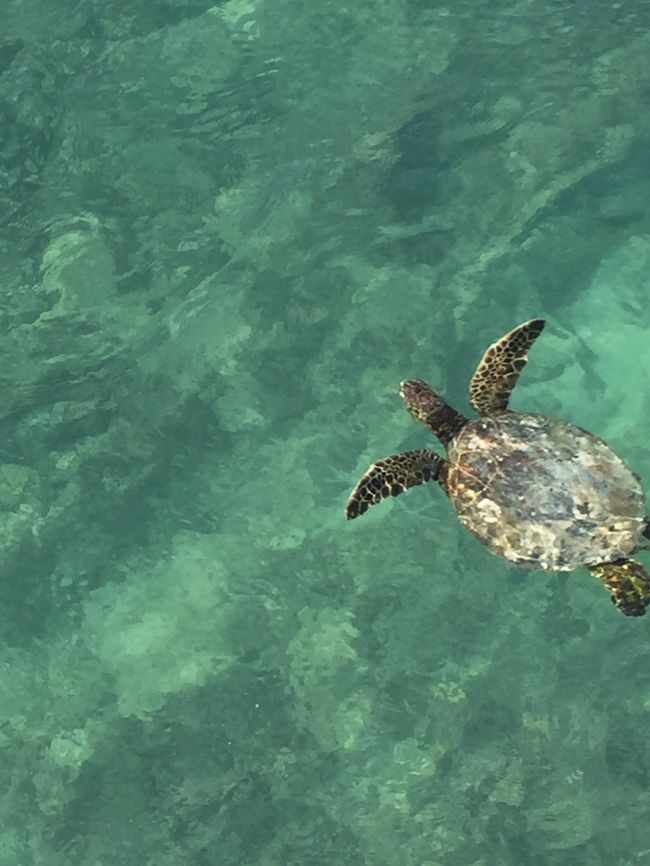 おお横にウミガメ！