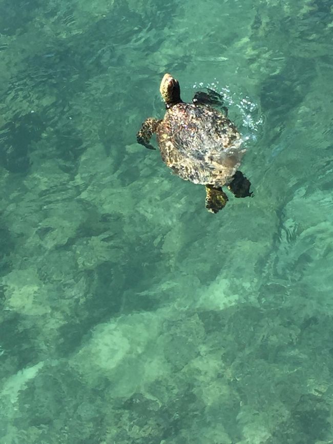 こんなとこで見れるんだ。<br />サンドバーツアーの時より堪能。