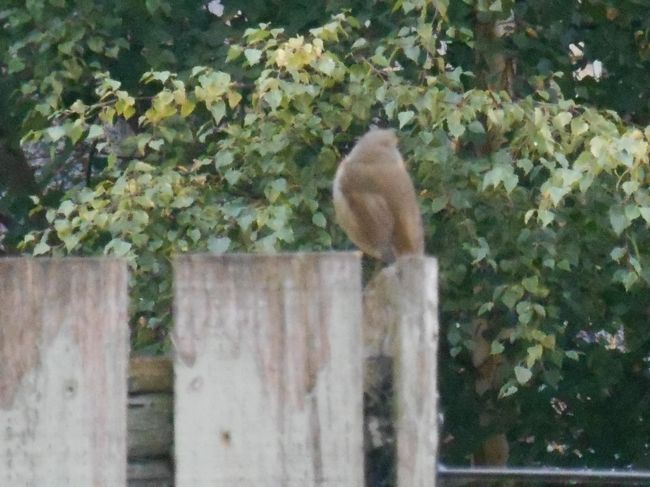 （多分私が名前を知らないだけですが）見たことのない鳥がいました。