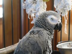 ホテルにはオウムが２羽いました。
１羽はまったくしゃべらないオウム。