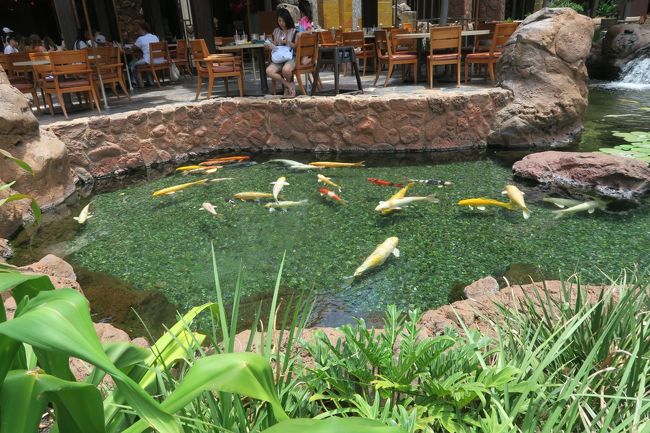 池に鯉がいました！