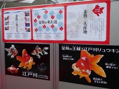 江戸川区の金魚をPRするポスターです。