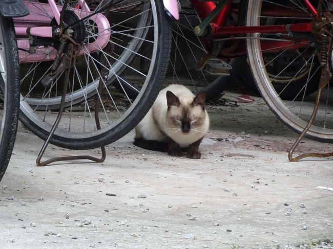 島めぐり猫めぐり 女木島男木島編 高松 香川県 の旅行記 ブログ By Nekoloveさん フォートラベル