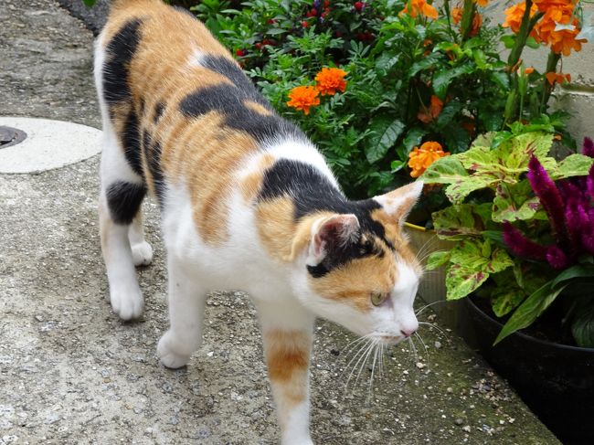 島めぐり猫めぐり 女木島男木島編 高松 香川県 の旅行記 ブログ By Nekoloveさん フォートラベル 島めぐり猫めぐり 女木島男木島編 高松 香川県 の旅行記 ブログ By Nekoloveさん フォートラベル