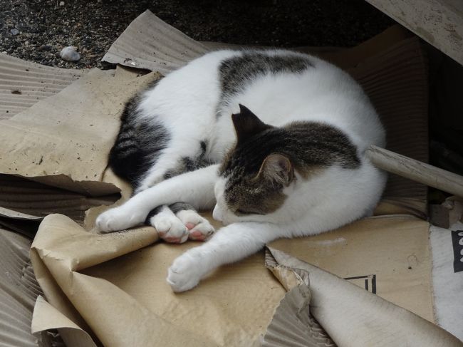 島めぐり猫めぐり 女木島男木島編 高松 香川県 の旅行記 ブログ By Nekoloveさん フォートラベル