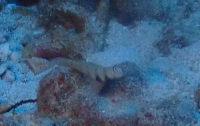 かわいいハゼ<br /><br />漫画っぽい顔