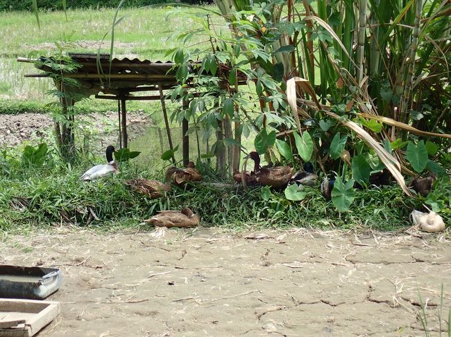 しばらく行くとのどかな道になり、ウブドの喧騒がうそのよう。