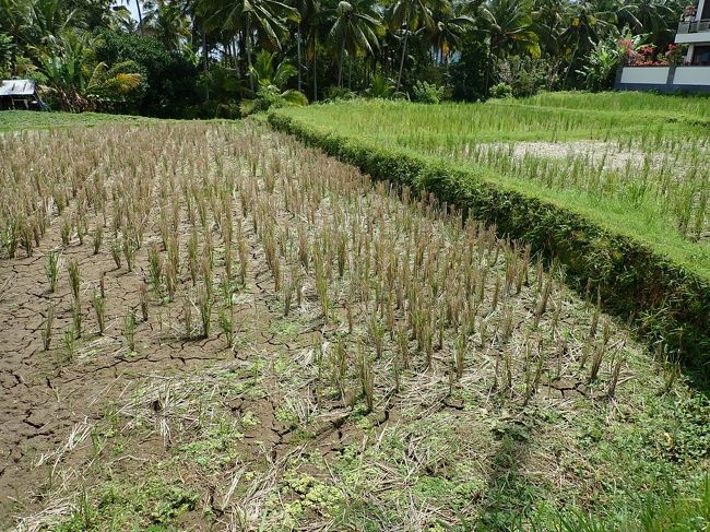 アヒルちゃんがいるのは刈り取り後。いる気がしない
