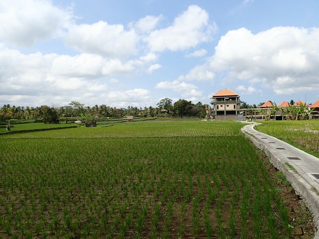 ただ気になるところがあり、入ってみると、綺麗な田んぼ