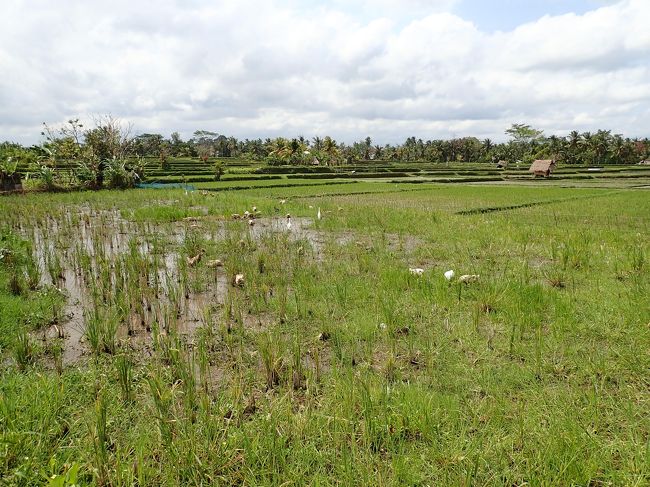 よく見るとアヒルちゃんがいた～