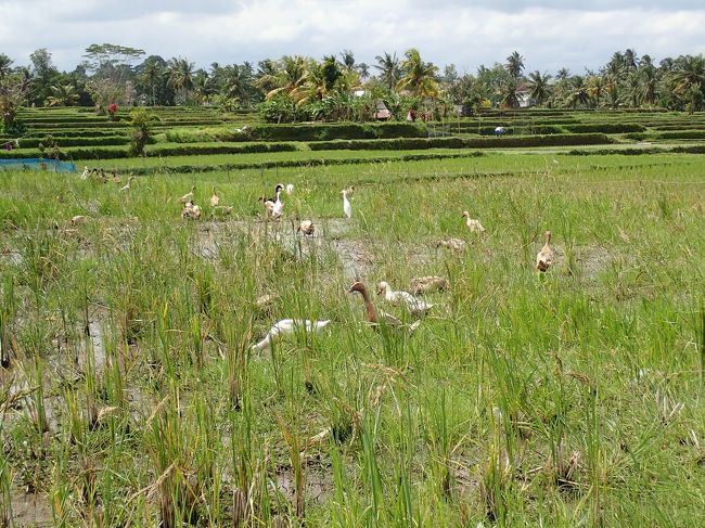 超かわいい。でもこのアヒル、畑を休ませている間に放し飼いになり、大きくなったら、ウブド名物のアヒル料理になっちゃう。。。