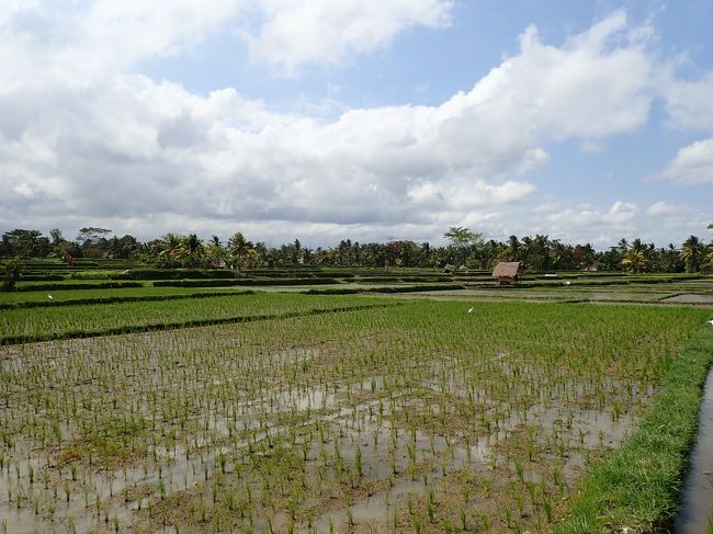 ここは田んぼが広いので、ローテーションで使ってる模様